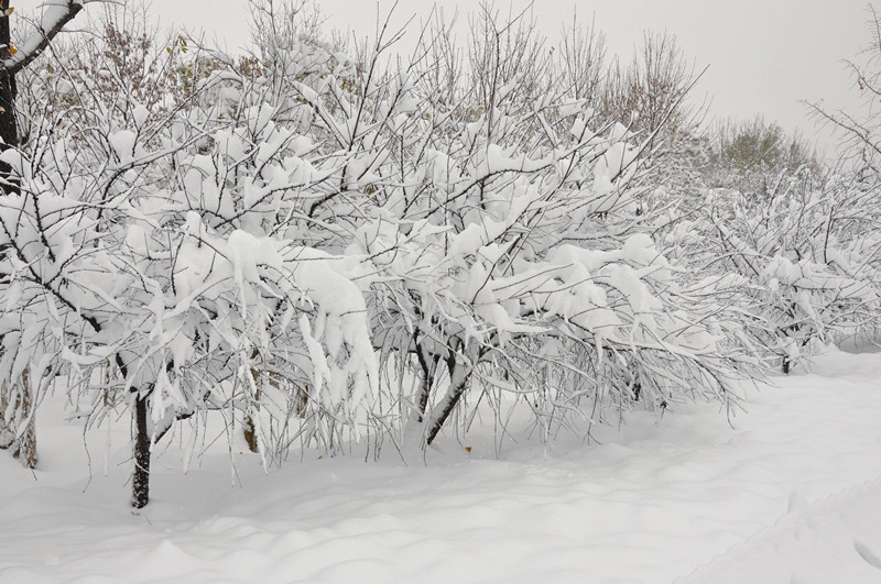 姚念龙博客 咏雪(诗配图 空六军战友网