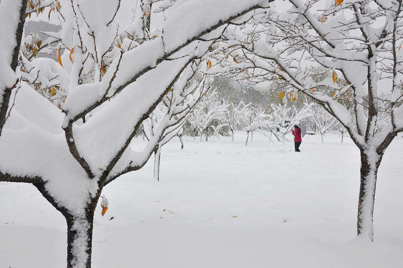 咏雪(诗配图)